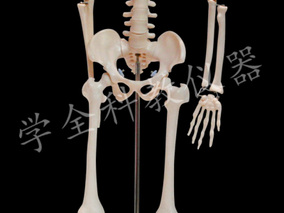 33203  人体骨骼模型