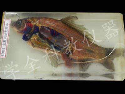 43001鱼解剖浸制标本