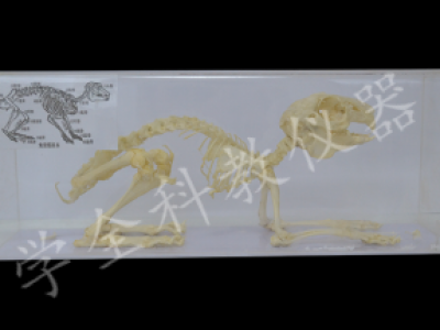 43106兔骨骼标本