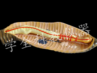 蚯蚓解剖模型