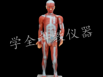 人体肌肉解剖模型