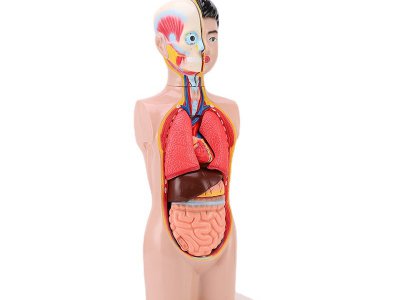 人体半身头颈躯干模型医学人体器官教学展示解剖演示生物科教仪器