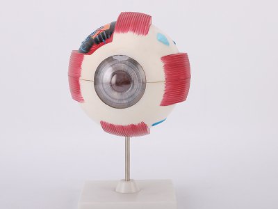 中学实验眼球解剖模型生物模型人体眼球模型眼睛放大模型教学仪器